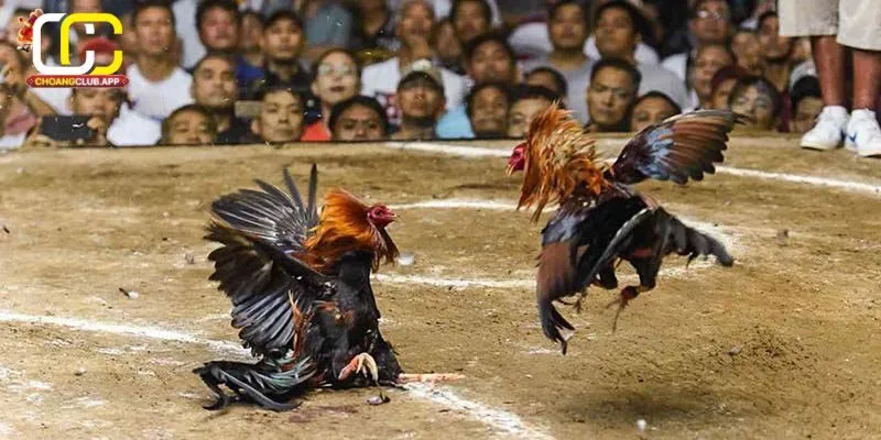 Hướng Dẫn Tham Gia Cá Cược Đá Gà Thomo Tại Choangclub